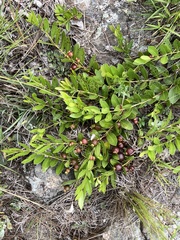 Psidium salutare mucronatum