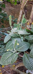Fittonia