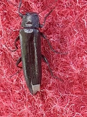 Acropteron