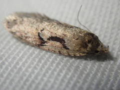 Semioscopis steinkellneriana