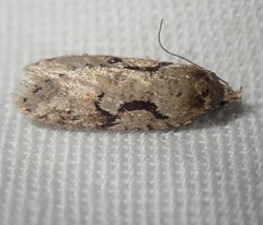 Semioscopis steinkellneriana