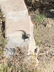 Sceloporus occidentalis