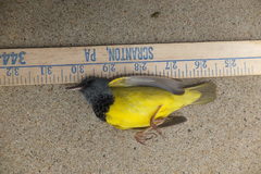 Geothlypis philadelphia