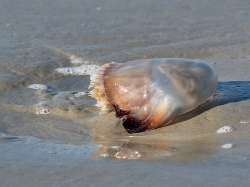 Cannonball Jelly photographed in South Carolina
