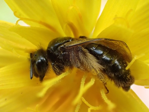 Representative image of Panurgus