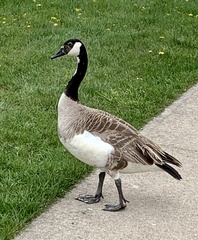 Branta canadensis