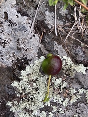 Psidium salutare mucronatum