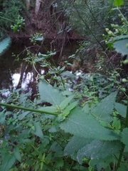 Scrophularia scorodonia