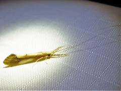 Triaenodes marginatus