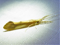 Triaenodes marginatus