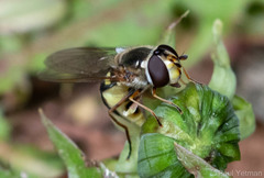 Eupeodes luniger