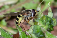 Eupeodes luniger