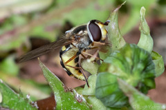 Eupeodes luniger