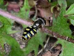 Eupeodes luniger