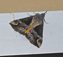 Dichromia quinqualis