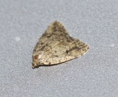 Tolpia conscitulana
