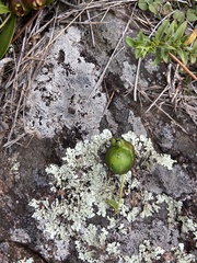 Psidium salutare mucronatum