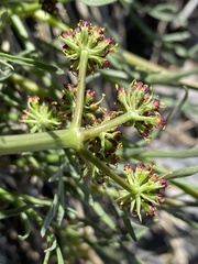 Lomatium graveolens alpinum