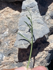 Lomatium graveolens alpinum