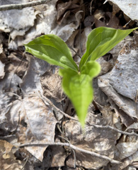 Trillium grandiflorum