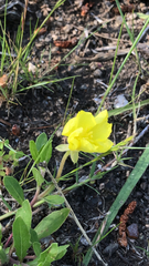 Oenothera