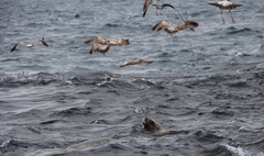 Zalophus californianus