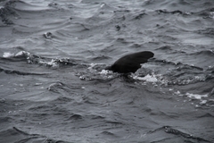 Zalophus californianus