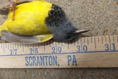 Geothlypis philadelphia