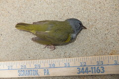 Geothlypis philadelphia