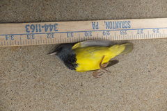 Geothlypis philadelphia