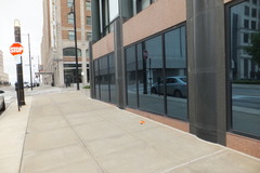 Geothlypis philadelphia