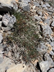 Lomatium graveolens alpinum