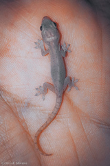 Hemidactylus frenatus