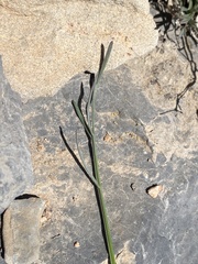 Lomatium graveolens alpinum