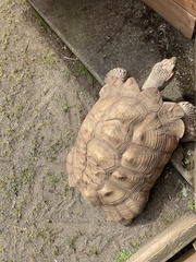 Centrochelys