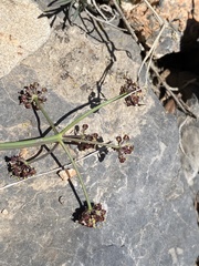 Lomatium graveolens alpinum
