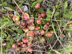 Psidium salutare mucronatum