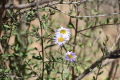 Erigeron breweri ensenadensis