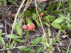 Psidium salutare mucronatum