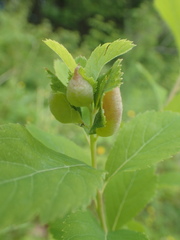 Dasineura salicifoliae
