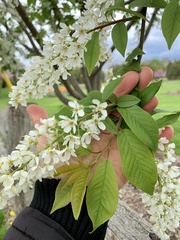 Prunus padus