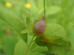 Dasineura salicifoliae