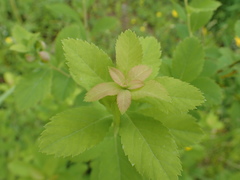 Dasineura salicifoliae