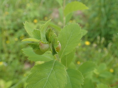 Dasineura salicifoliae