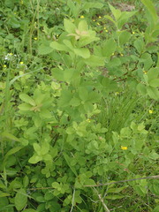 Dasineura salicifoliae