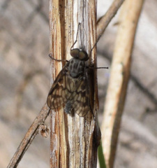 Rhagio plumbeus