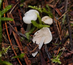 Entoloma albidosimulans