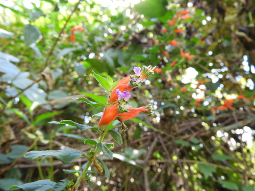 Cuphea schumannii, photograph 4
