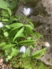 Anemonoides quinquefolia