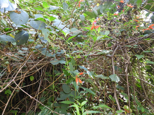 Cuphea schumannii, photograph 5